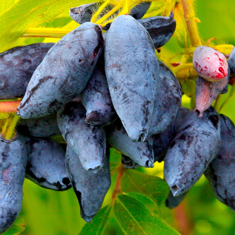 Основное изображение товара