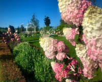 Самарская Лидия продолжает цвести