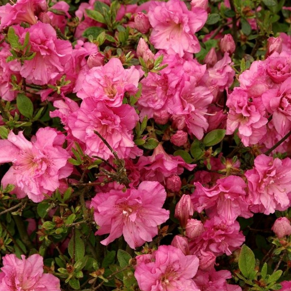 Азалия японская Петтикоут