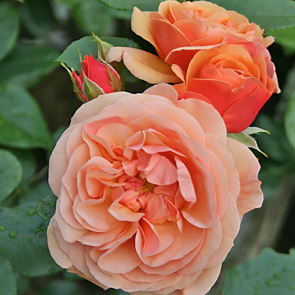 Основное изображение товара