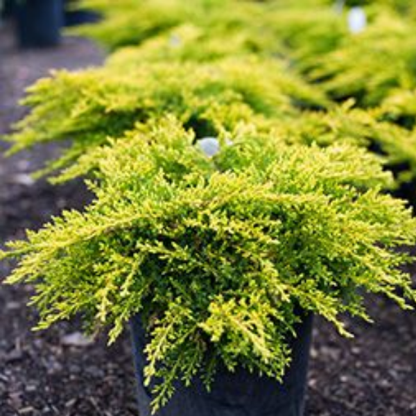 Основное изображение товара