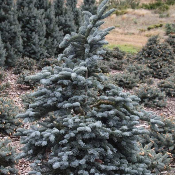 Основное изображение товара