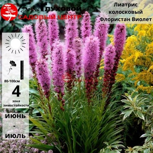 Основное изображение товара