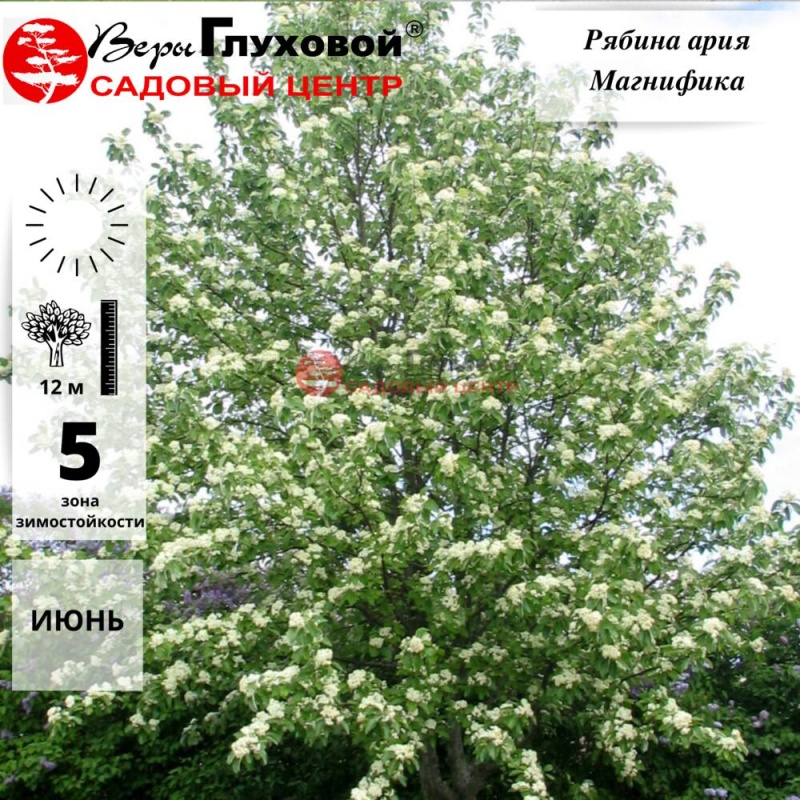 Рябина Магнифика