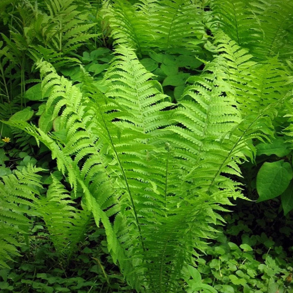 Основное изображение товара