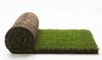 В продаже появился рулонный газон "Стандарт" 
