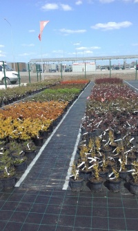 27 апреля - открытие нового Садового центра в направлении Южного моста, рядом с ТЦ  Амбар