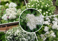 Спирея японская "Альбифлора"