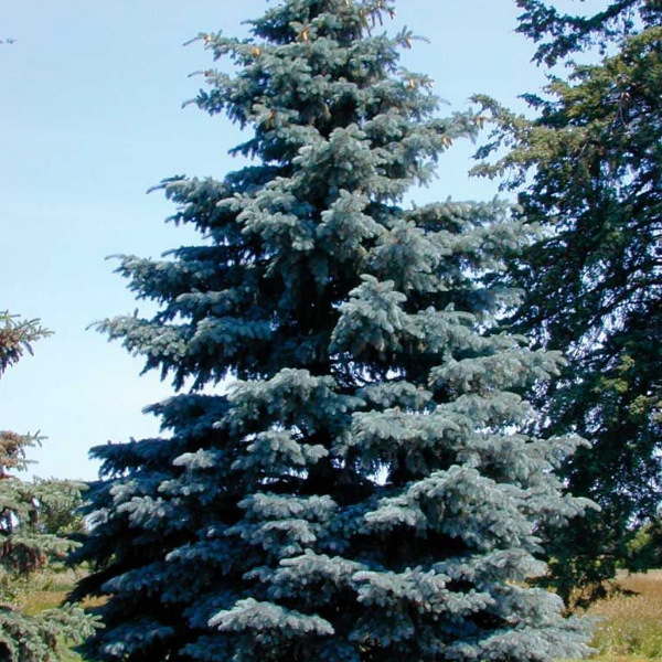 Основное изображение товара