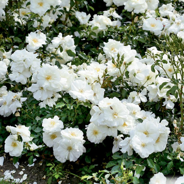 Основное изображение товара