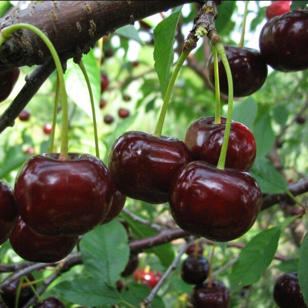 Вишнево-черешневый гибрид Чудо вишня С7