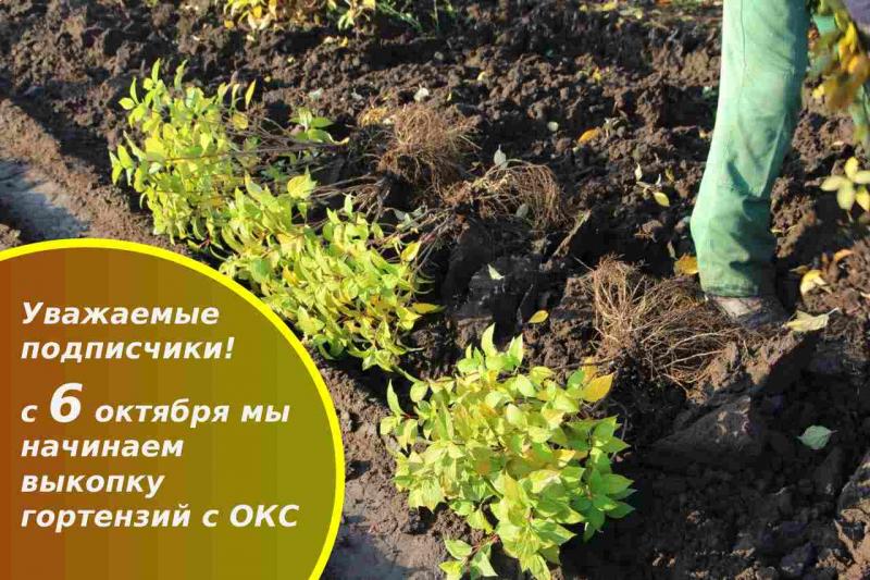 Выкопка гортензий с открытой корневой системой