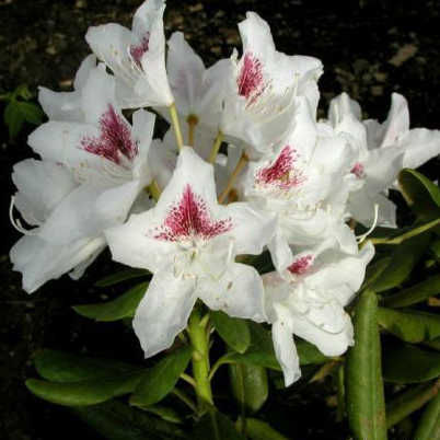 Основное изображение товара