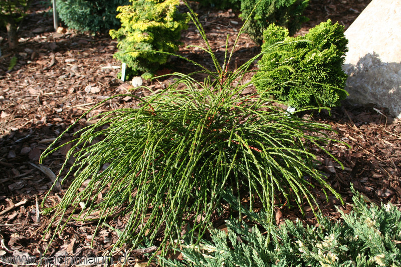 Туя складчатая Випкорд Туя складчатая Випкорд