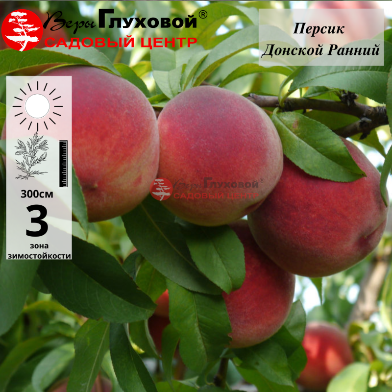Персик Донской ранний (ранний сорт)