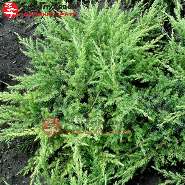 Основное изображение товара