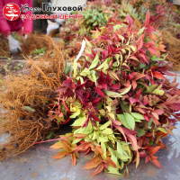 Спиреи осеннего сезона 2020