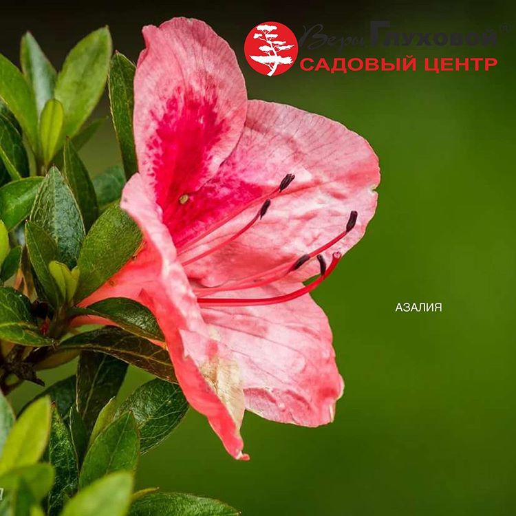 Кустарник азалия Кустарник азалия