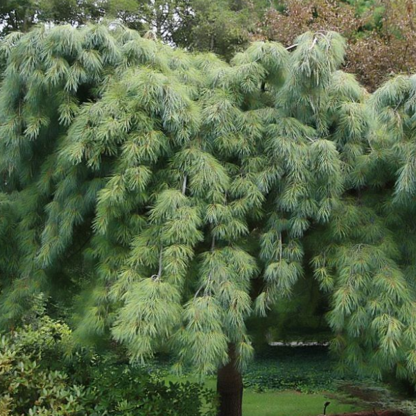 Основное изображение товара