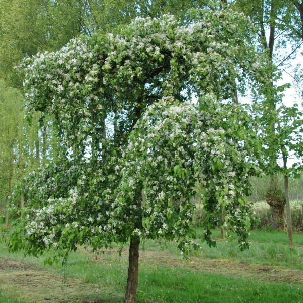 Яблоня "Ред Джед"