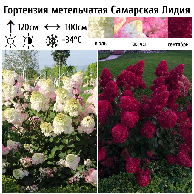 Гортензия метельчатая Самарская Лидия
