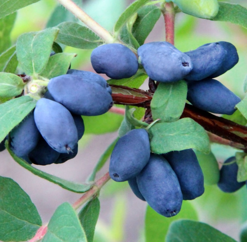 Основное изображение товара