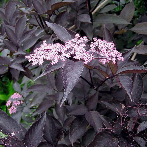 Основное изображение товара