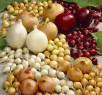 В продаже имеется лук-севок