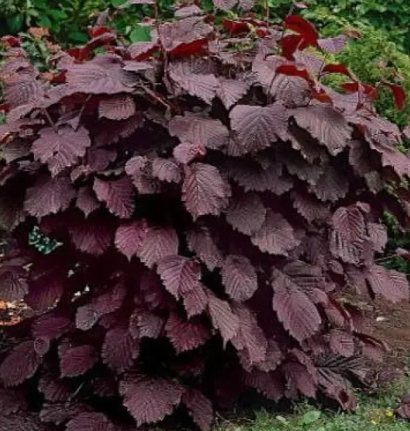 Лещина крупная  Пурпурея