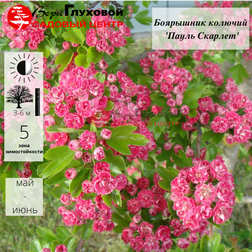 Основное изображение товара