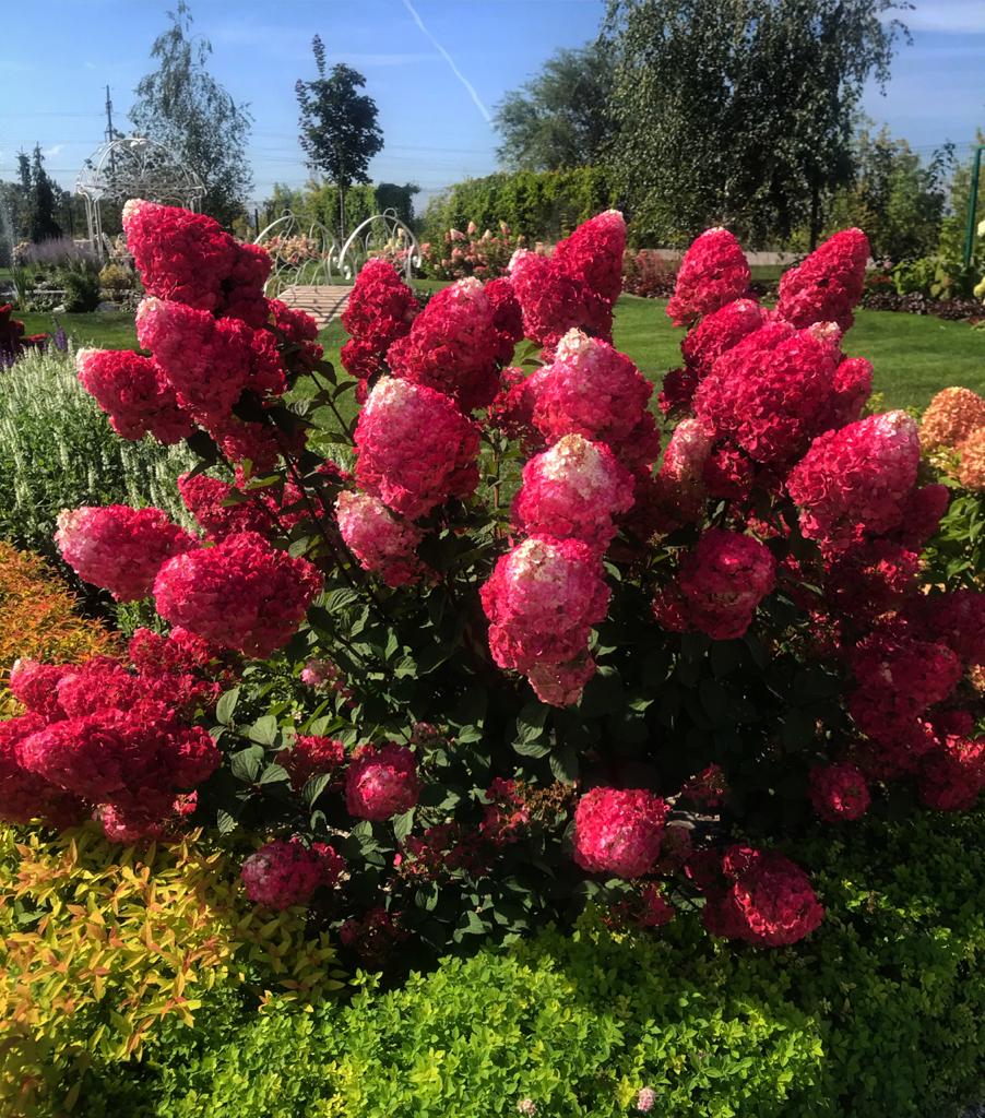 Кустарник Самарская Лидия Кустарник Самарская Лидия