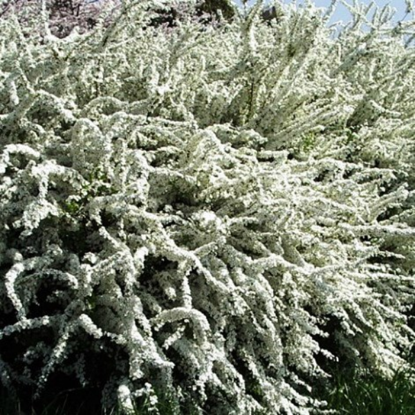 Основное изображение товара