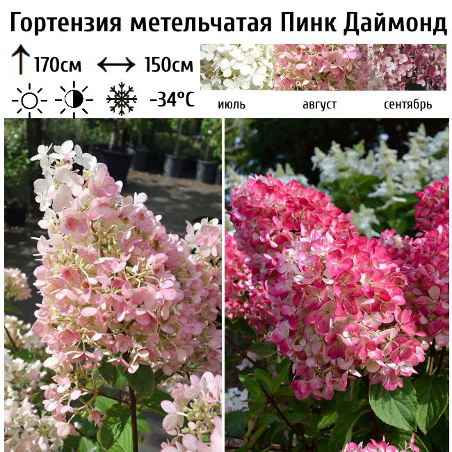 Гортензия метельчатая Пинк Даймонд