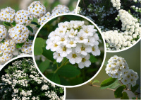 Цветение спиреи Вангутта