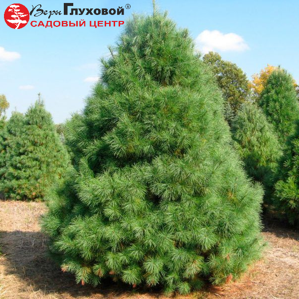 Основное изображение товара