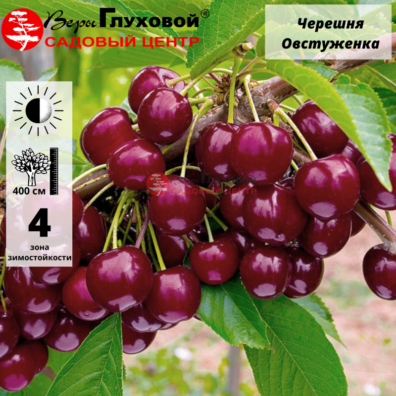 Черешня Овстуженка