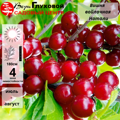 Вишня войлочная Натали (средний сорт) Р9