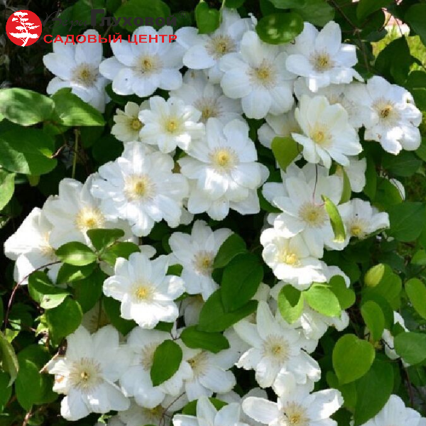 Основное изображение товара