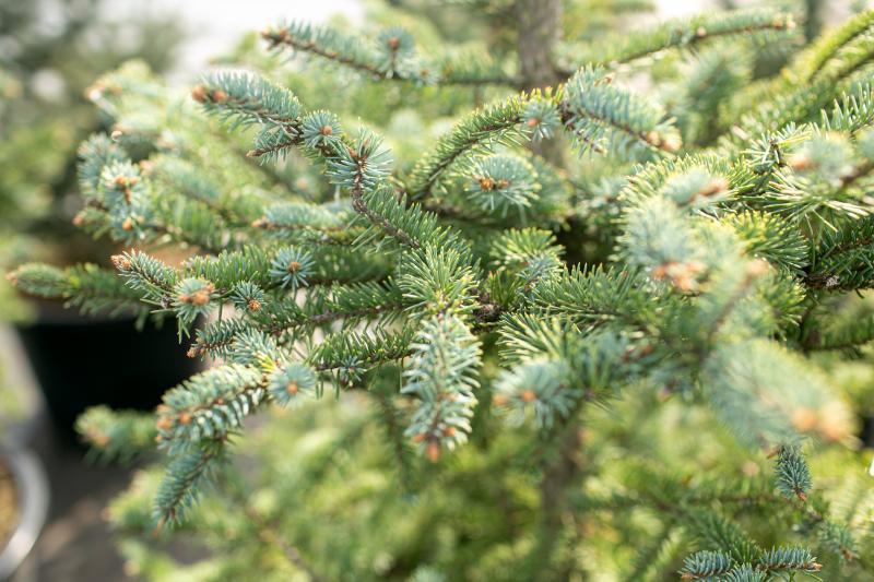 Большое поступление хвойных растений