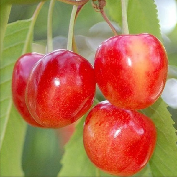 Черешня Брянская розовая