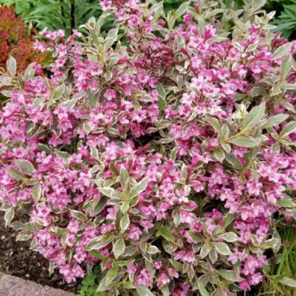 Вейгела цветущая  Олл Саммер Монет