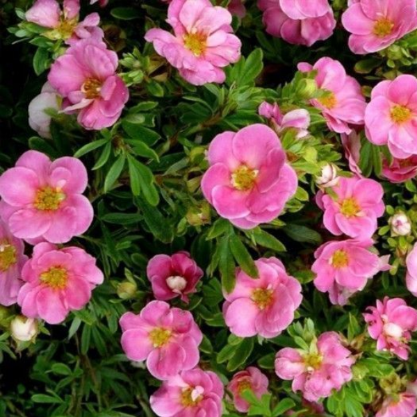 Лапчатка кустарниковая "Пинк Квин" - Potentilla fruticosa "Pink Queen"