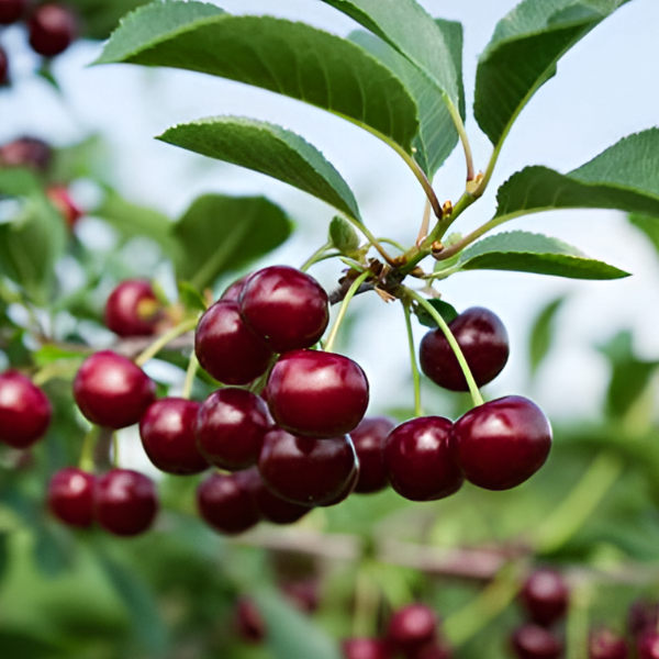 Основное изображение товара