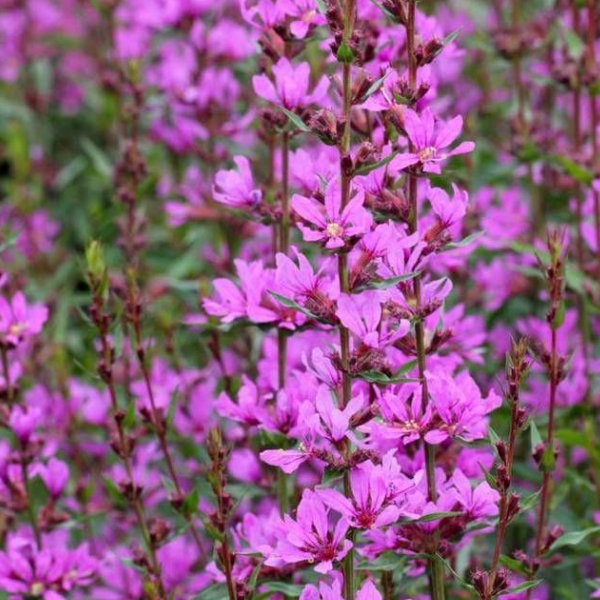 Основное изображение товара