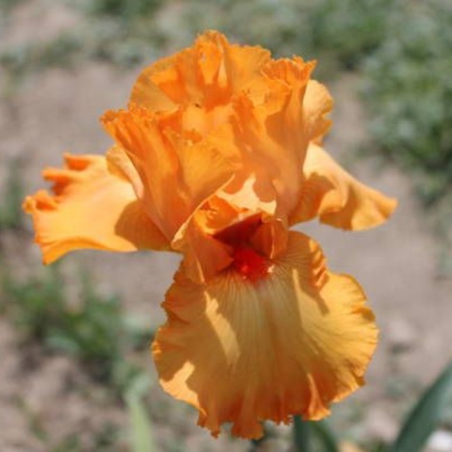 Основное изображение товара