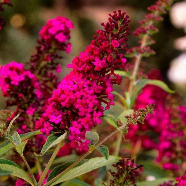 Основное изображение товара