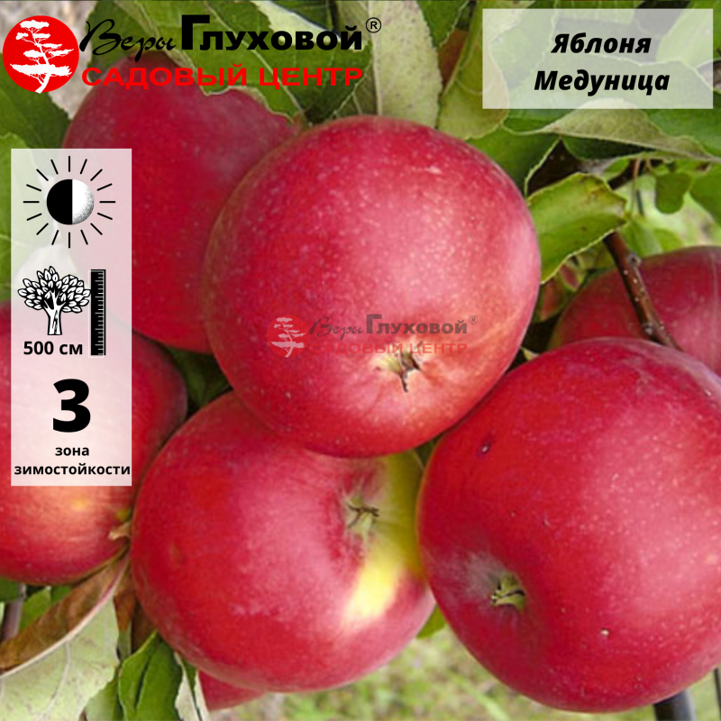 Яблоня Медуница (летний сорт)