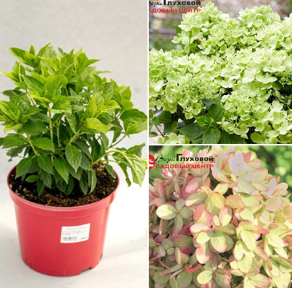 Гортензия "Гринлайт"