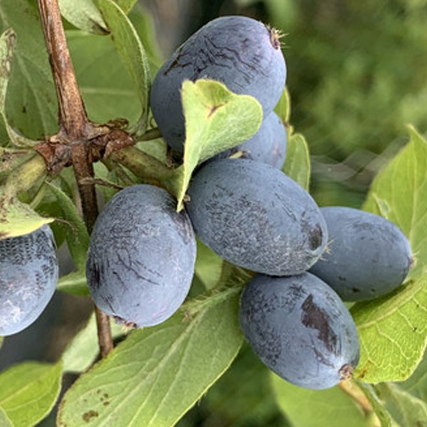 Основное изображение товара