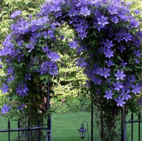 Садовый центр Веры Глуховой в Дачных советах 2020